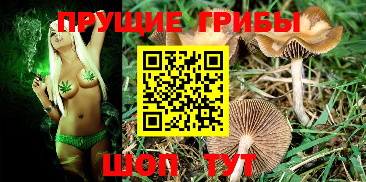Петрозаводск  Галлюциногенные грибы Psilocybe  Вход с VPN 